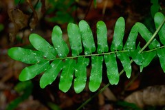 Lygodium reticulatum