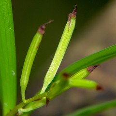 Eria rostriflora