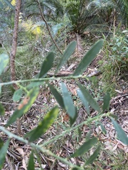 Philotheca trachyphylla