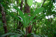Phelline