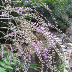 Eirmocephala brachiata