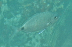 Diplodus bermudensis