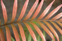 Blechnum chauliodontum