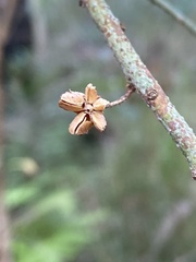 Philotheca trachyphylla