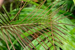Blechnum chauliodontum