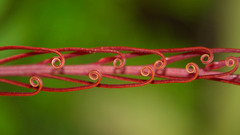 Blechnum chauliodontum