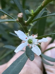 Philotheca trachyphylla