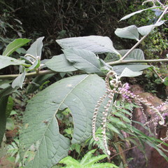 Eirmocephala brachiata