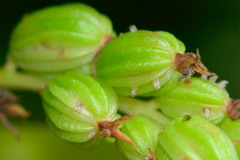 Bulbophyllum apodum