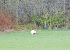 Ursus americanus kermodei