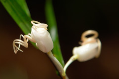 Dendrobium camaridiorum