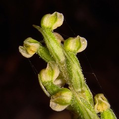 Gonatostylis