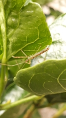 Heteroptera
