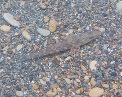 Gobiomorus maculatus