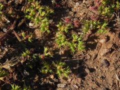 Chorizanthe procumbens