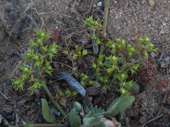Chorizanthe procumbens