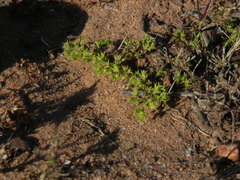 Chorizanthe procumbens