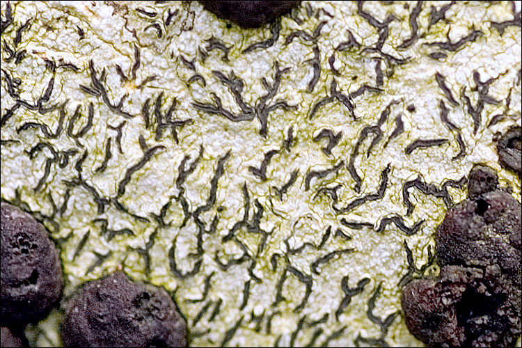 Common Script Lichen (Fungi, Lichen, Mosses & Liverworts - rare ...
