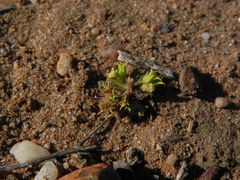 Chorizanthe procumbens