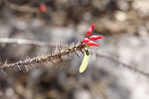 Euphorbia pedilanthoides