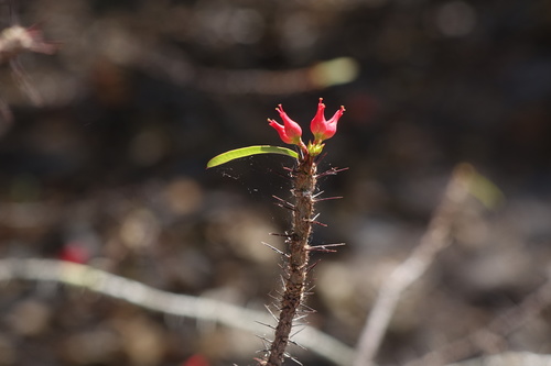 Euphorbia pedilanthoides, photograph 1