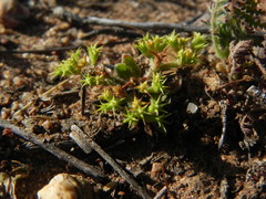 Chorizanthe procumbens