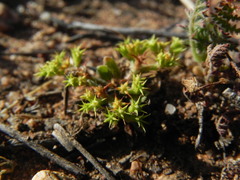 Chorizanthe procumbens