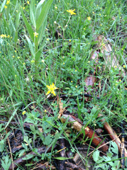 Ranunculus occidentalis