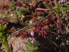 Chorizanthe polygonoides longispina
