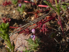 Chorizanthe polygonoides longispina