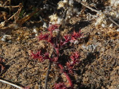 Chorizanthe polygonoides longispina