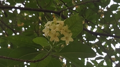 Fagraea fragrans