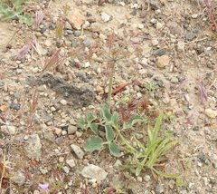 Lomatium repostum