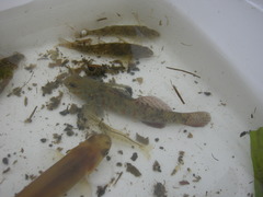 Gobiomorphus huttoni