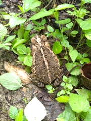 Incilius mazatlanensis