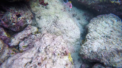 Holocentrus adscensionis