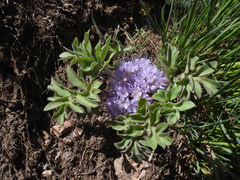Hydrophyllum alpestre
