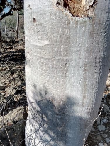 Moringa image