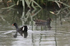 Gallinula tenebrosa tenebrosa