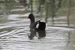 Gallinula tenebrosa tenebrosa