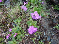 Primula pedemontana