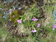 Primula pedemontana