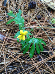 Viola lobata