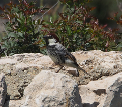 Passer hispaniolensis