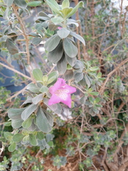 Leucophyllum frutescens