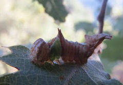 Coelodasys conspecta