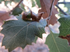 Coelodasys conspecta