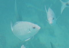 Diplodus bermudensis