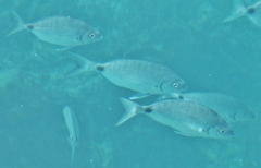 Diplodus bermudensis