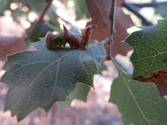 Coelodasys conspecta